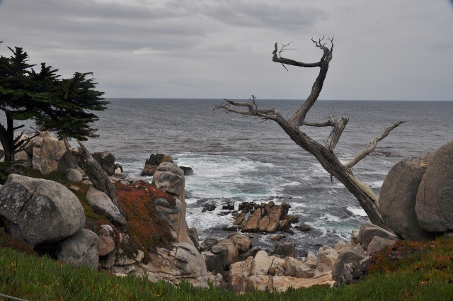 Ghost Tree